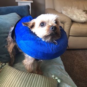 Inflatable Dog Collar - NOT THE DOG